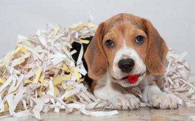 Beagle köpek yavrusu, konfetiye dolanmış, yakın plan..