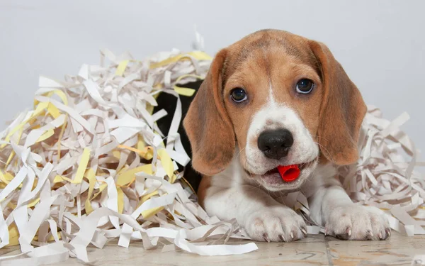 Beagle Hundewelpe Konfetti Verheddert Nahaufnahme Stockbild