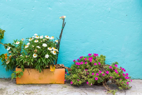 Pots on the sidewalk, with beautiful flowers, space for text