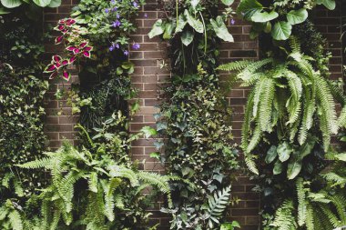 Yapraklı dikey bahçe, doğal köşe.