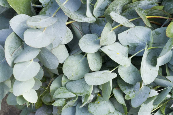 Eucalyptus Leaves Market Close Image Stock Photo