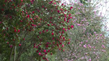 Parkta çiçek açan iki ağaç.