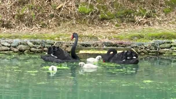 Dois cisnes negros com pintos no lago perto do alimentador — Vídeo de Stock