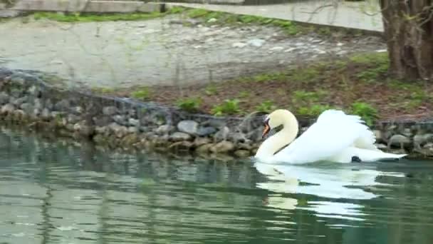 Лебедь плавает на озере в парке, движение камеры — стоковое видео