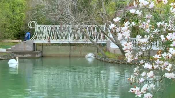 Dos cisnes en el parque nadan en el lago sobre el fondo del puente — Vídeos de Stock