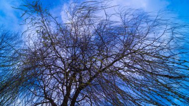 Gökyüzüne karşı dallanan bir ağaç.