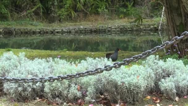 Dos pájaros caminan en la orilla del lago en el parque — Vídeo de stock