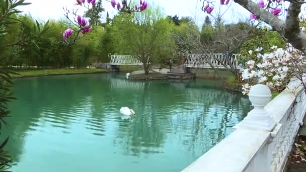 Wiosenny park, kwitnące drzewa, unoszący się na jeziorze łabędź — Wideo stockowe