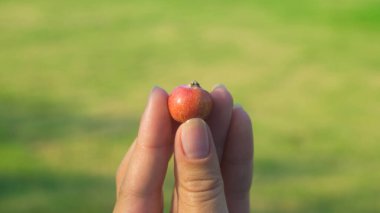 Yakın plan, bir adam parmaklarıyla küçük kırmızı bir elmayı tutuyor. Bulanık