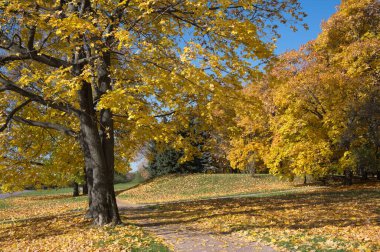 Şehir parkında sarı ağaçlı sonbahar manzarası