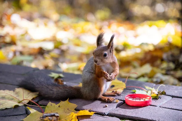 Σκίουρος Τρώει Καρύδια Στο Πάρκο Φθινόπωρο Εικόνα Αρχείου