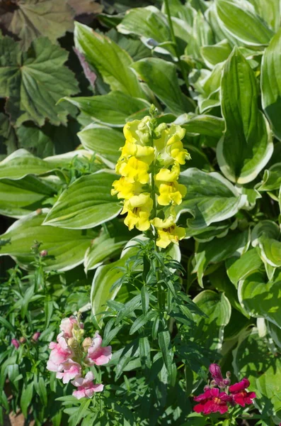 Snapdragon Large Flowered Lat Antirrhinum Background Hosta Leaves Garden — Stock Photo, Image