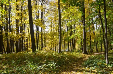 Moskova, Rusya 'daki Tsaritsyno Sonbahar Parkı
