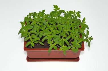 Beyaz arka planda domates fideleri