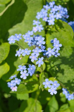 Geniş yapraklı brunnera 'lar. Brunnera makrophylla) bahçede
