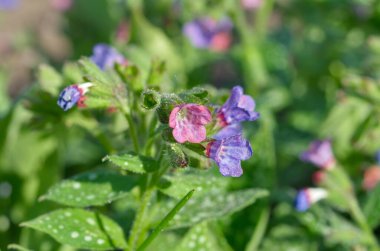 Lungwort şeker, veya benekli (lat. Pulmonaria saccharata) yakın çekim