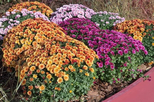 Kleurrijke Chrysanten Bloeien Een Bloembed Tuin — Stockfoto