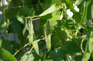 Genel fasulye (lat. Faseolus vulgaris çiçek açar ve bahçede meyve verir.