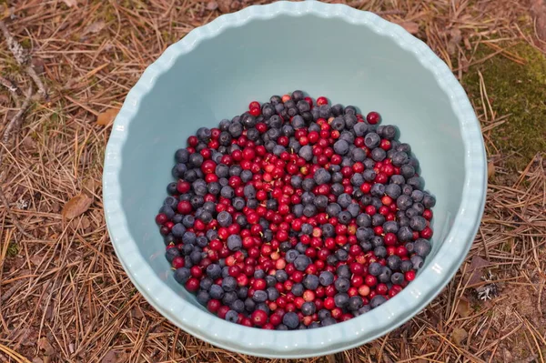 Bowl Blueberries Lingonberries Ground Forest — Stock Photo, Image