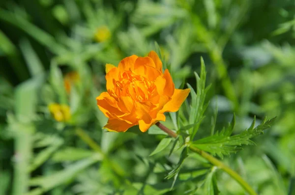 Blooming Orange Flowers Trollius Close — Stock Photo, Image