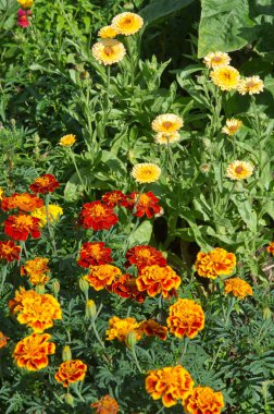 Kadife çiçeği (Lat. Tagetes) ve calendula (Lat. Calendula officinalis) bir yaz bahçesinde çiçek açar.