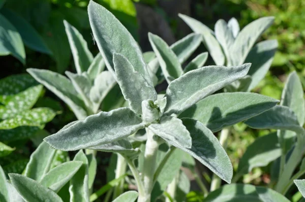 Chistets Byzantin Lat Stachys Byzantina Stachys Laineux Dans Jardin Gros — Photo