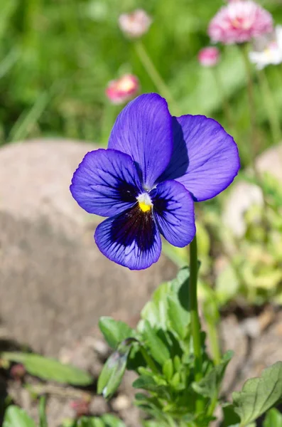 Violet Tricolore Lat Viola Tricolor Des Culottes Sur Lit Fleurs — Photo