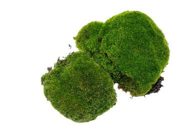 Beyaz arkaplanda yeşil yosun izole edildi