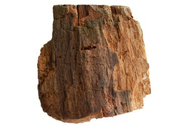 İzole saplama günlük kabuk ahşap doku ile