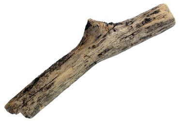 Beyaz arka planda ağaç kabuğu yeşil yosun