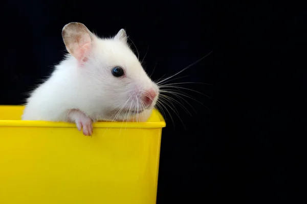 Hamster White Pet Favorite Children — Zdjęcie stockowe