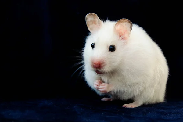 Hamster White Pet Favorite Children — Stock Photo, Image