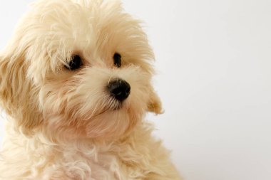 Cute little Maltese puppy, joy in the family, kind and affectionate.