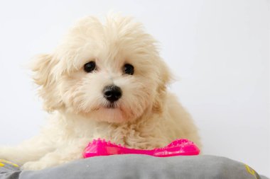 Cute little Maltese puppy, joy in the family, kind and affectionate.