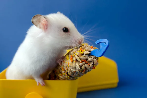 Witte Hamster Home Content Vreugde Voor Kinderen Blauwe Achtergrond — Stockfoto