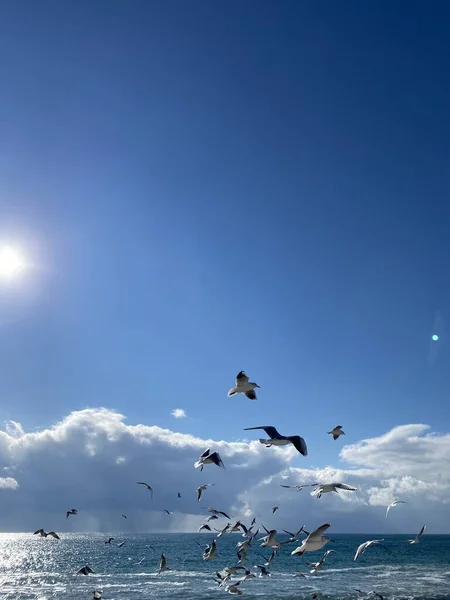 Belles Mouettes Volent Près Caméra Sur Mer — Photo