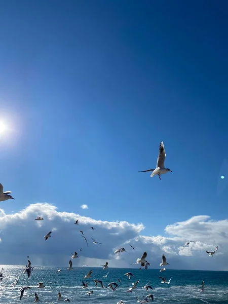 Muchas Gaviotas Hermosas Junto Mar Comen Pan Tiempo Soleado —  Fotos de Stock