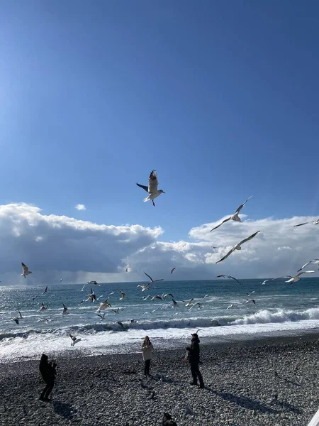 Beautiful View Sea Seagulls Sunny Weather — Stock Photo, Image