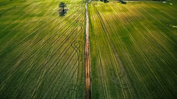 Ortasında Toprak Yol Traktör Izleri Olan Parlak Bir Çiftlik Alanı — Stok fotoğraf