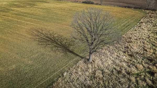Strom Stojí Sám Přírodním Poli Vedle Něj Travnatá Louka Podzimní — Stock fotografie