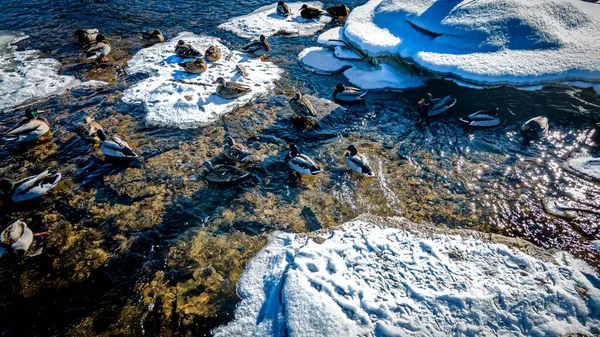 太陽は冬に川の外のアヒルに輝きます — ストック写真