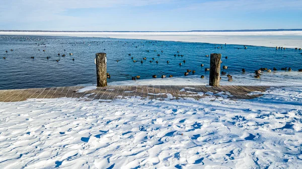 氷結した雪に覆われた土地と水の中のアヒルと水 — ストック写真