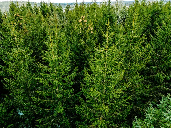 Vibrant Green Pine Trees Winter — Stock Photo, Image