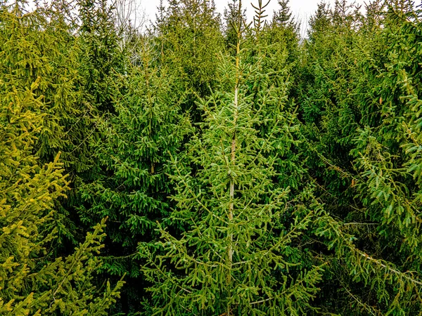 Vibrant Green Pine Trees Winter — Stock Photo, Image