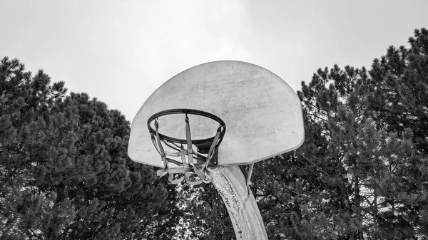 市の中心部に松の木がある市内の古いバスケットボールのフープ — ストック写真