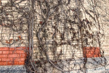 Eski bir binanın üzerinde gökyüzüne doğru büyüyen bir sarmaşık duvarı.