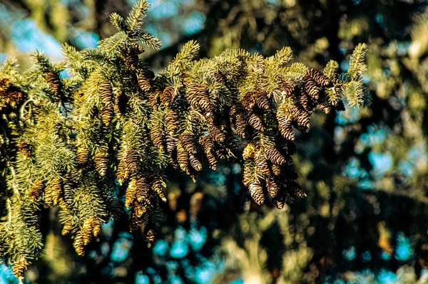 Dennenbomen Dennenappels Met Een Achtergrond Van Dennen — Stockfoto