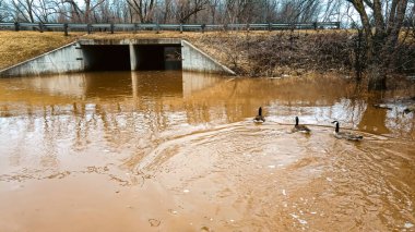 Şiddetli yağmurdan sonra kar eriyor ve bu alan sular altında kaldı. Kuşlar üzerinde yüzüyor..