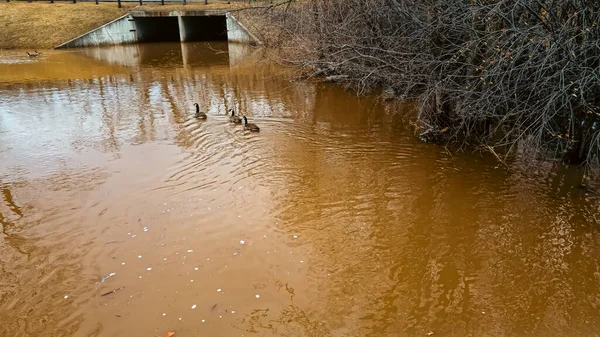Şiddetli yağmurdan sonra kar eriyor ve bu alan sular altında kaldı. Kuşlar üzerinde yüzüyor..