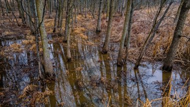 Bahar yaklaşıyor ve ormanda kar ve buz eriyor. Ormanın her yerinde su birikintileri var..
